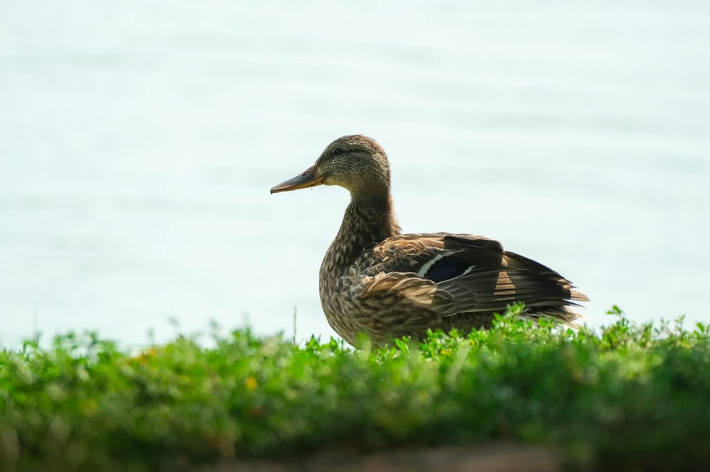 Tőkés réce